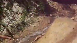 www.MyReptile.ru_Капский (степной) варан на водопадах