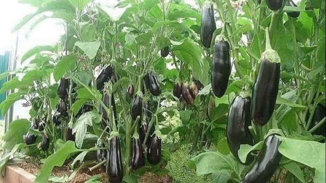 Особенности Выращивания Баклажанов