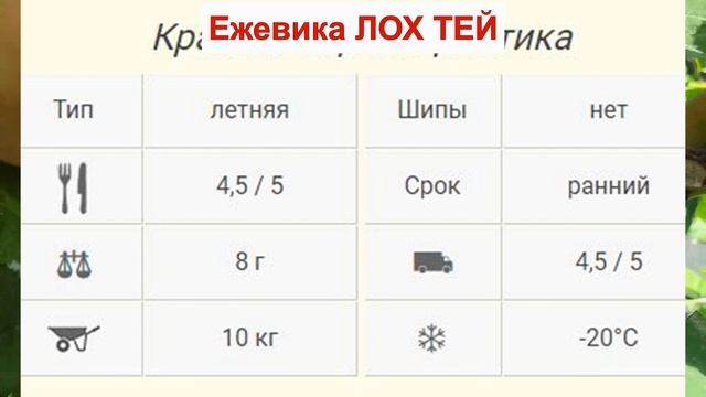 ЕЖЕВИКА ЛОХ ТЕЙ - МОРОЗОСТОЙКИЙ сорт БЕЗ ШИПОВ. РАННЯЯ ЯГОДА. ОПИСАНИЕ СОРТА, характеристики ОТЗЫВЫ