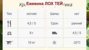 ЕЖЕВИКА ЛОХ ТЕЙ - МОРОЗОСТОЙКИЙ сорт БЕЗ ШИПОВ. РАННЯЯ ЯГОДА. ОПИСАНИЕ СОРТА, характеристики ОТЗЫВЫ