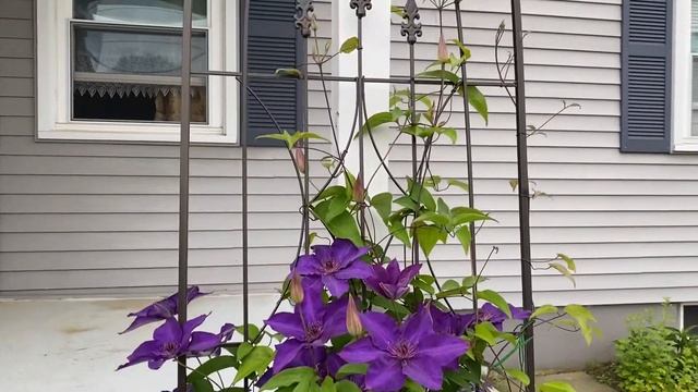 Клематис « Президент». смотреть онлайн