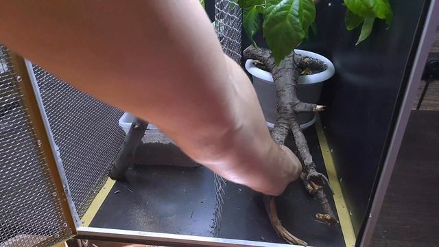 ЗАПУСК  ТЕРРАРИУМА С ХАМЕЛЕОНАМИ / TERRARIUM WITH CHAMELEONS смотреть онлайн