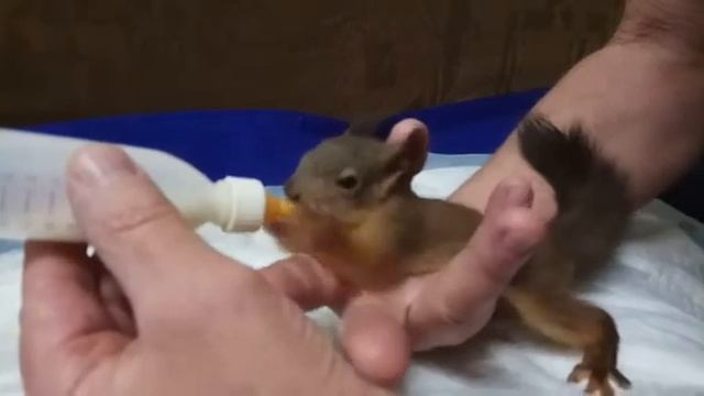 Правильная поза кормления бельчонка / Correct squirrel feeding posture смотреть онлайн