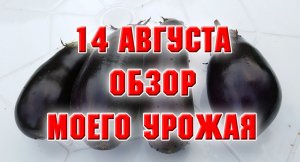 14 августа. Мой урожай.mp4
