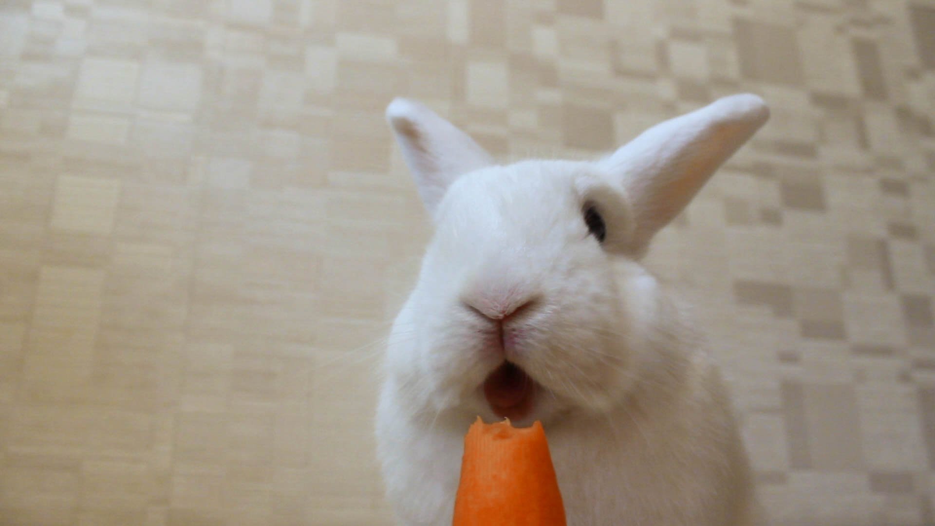 Зайчик морковь. Кролик ест морковку. Заяц ест морковку. Зайчик ест морковку. Зайчик кушает морковку.