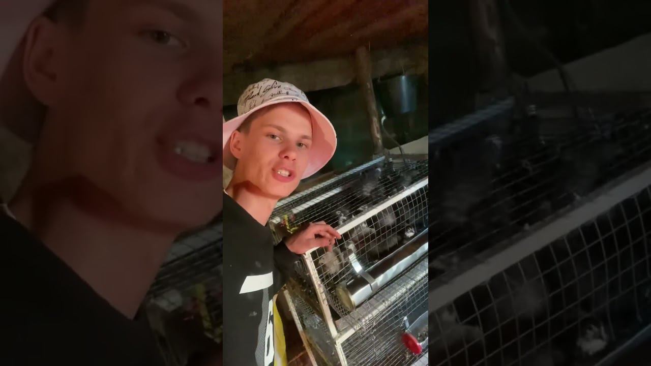 А вы пробовали перепелиные яйца ? смотреть онлайн