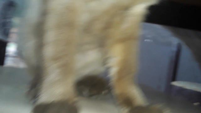 tobias se escondendo da chuva смотреть онлайн