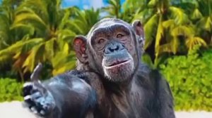 Песня про юристов