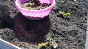 Тонкости посадки клубники ?Как Сажать Клубнику Правильно. СПОСОБ РАЗМНОЖЕНИЯ Клубники Весной