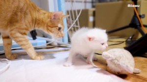 ミエルと初対面した保護子猫。積極的に言ったらミエルにキレられた【瀬戸のベル日記】