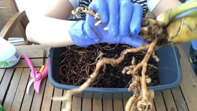 ORCHID CARE: Repotting my Cymbidiums (and an editing fail!) смотреть онлайн