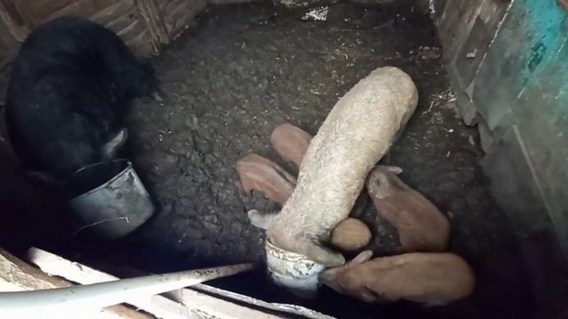 Кормлю свиней рыбой смотреть онлайн