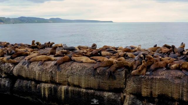 Сивучи в Невельске, Сахалин. смотреть онлайн