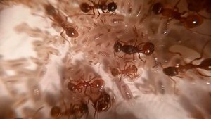 Myrmica rubra. Что у них там?