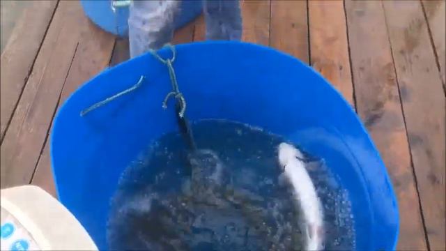 Зарыбление форель. Спортзона. Основной водоём. Савельево1. 29.09.18г смотреть онлайн