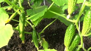 Выращивание огурцов привитых на разные подвои.