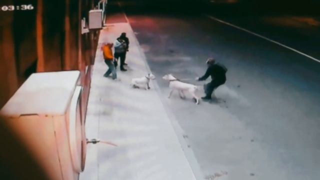 Bull Terrier & Dogo Argentino Face to Face 2019 Danny Bull Terrier смотреть онлайн