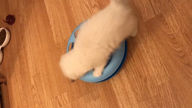 Игрушка- трекер для котёнка рэгдолл смотреть онлайн