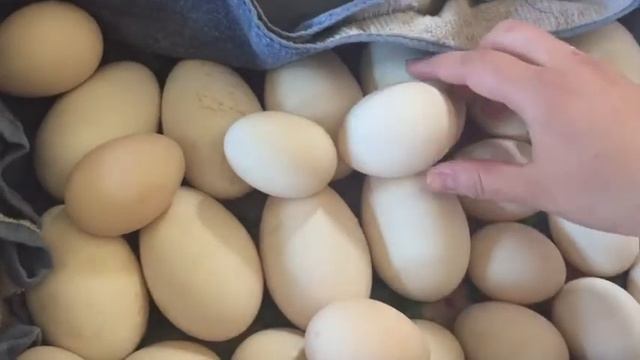 Закладка Гусиных и Утиных яиц в инкубатор несушка.