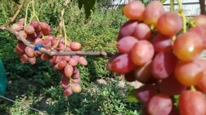 На моем винограднике появился Соперник.