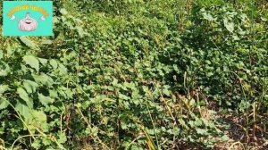 Чеснок под соломой да или нет?