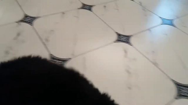 Бернские Зенненхунды Мальчики Альба 2019 смотреть онлайн