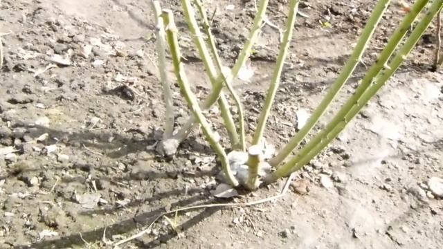 Как правильно посадить саженцы из питомника Фокино. смотреть онлайн