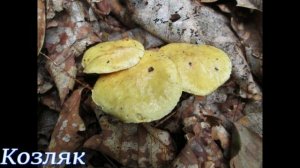 Грибы Южного Приморья, август 2019 г.