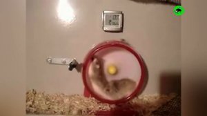 Hamsters Are Crazy - Funny Hamsters Compilation