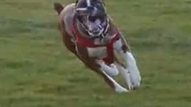 Любимые боксеры)) смотреть онлайн