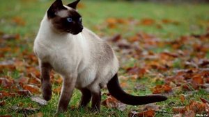 5 Самых Злых и Опасных Пород Кошек С ними лучше не шутить!