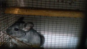 ШИНШИЛЛА КОРМЛЕНИЕ БЕРЕЗОВЫМИ ВЕТКАМИ