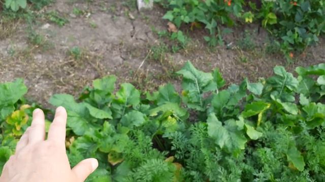 Наш огород.Заготовки на зиму.Выкапываем рокамболь.
