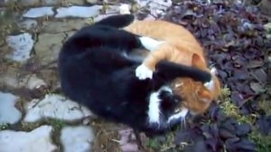 Супер  драка  котов!!! - смешное видео, приколы, смотреть онлайн