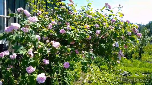 Брянск Жара +34 . смотреть онлайн