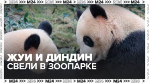 Панд Жуи и Диндин свели в Московском зоопарке - Москва 24
