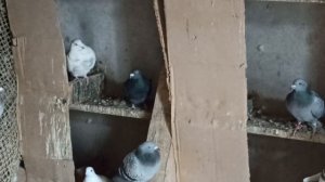 ПОЧТОВЫЕ ГОЛУБИ В НЕСПОКОЙНОЕ ВРЕМЯ, НОРМАЛЬНО СИДЯТ НА ЯЙЦАХ.