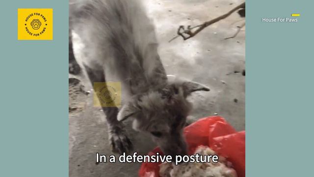 The stray dog afflicted with skin disease is shunned by people due to its unattractive appearance смотреть онлайн