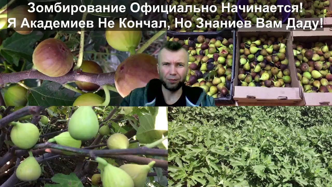 Саженцы инжира. Как правильно не выращивать инжир. (Не) обрезка, укрытие, полив, удобрение инжира.