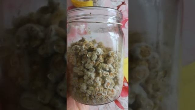 Выращивание триходермы из препарата Трихофлор