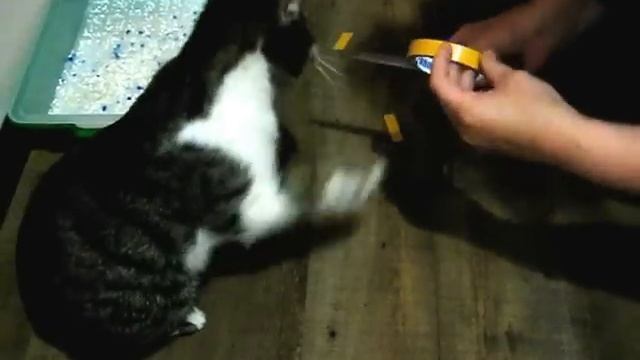 Как отучить кота гадить где попало