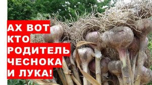 Откуда взялся чеснок? Почему Раху - родитель чеснока Where did garlic come from?Why is Rahu the par