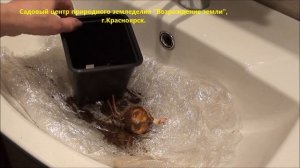 Как сохранить посадочный материал лилий?