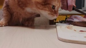 Кот ест рыбу прямо со стола