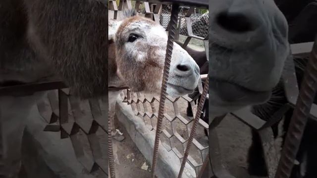 Осел ржет и ест в загоне, donkey neighs. Смешные животные в зоопарке смотреть онлайн