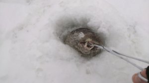 Из лунки показалась не рыба, а неведомый зверь!