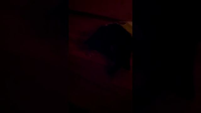 Пакет и злой котик смотреть онлайн