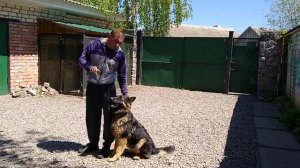 Как научить собаку выполнять команды с расстояния без поводка???