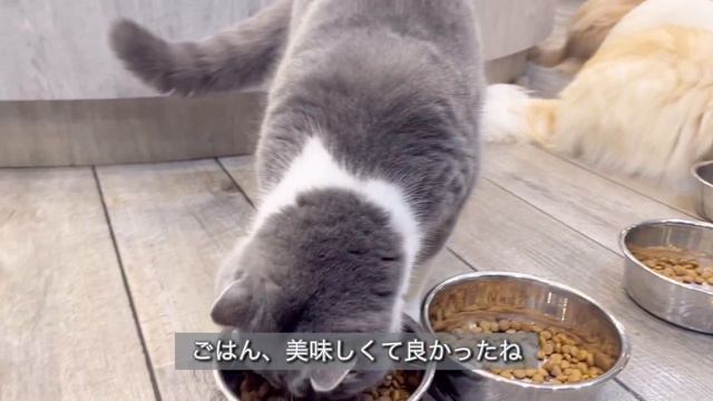 かわいい猫に癒される🐈🩷猫カフェモカ立川店 смотреть онлайн
