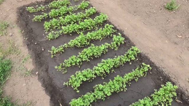 Зеленные культуры на участке начинают поспевать, 19 июня смотреть онлайн